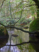 River reflection